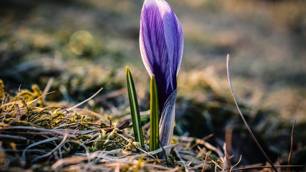 How does the crocus know it is time to rise?