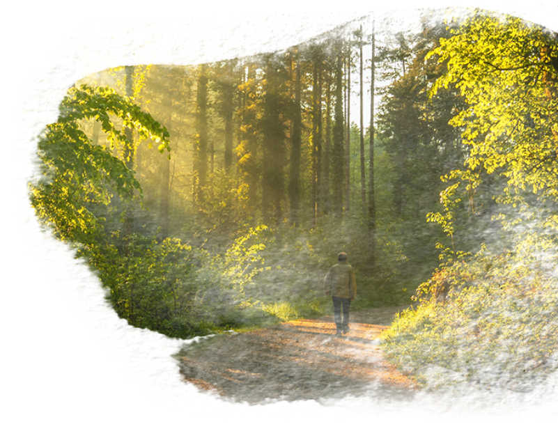 a journey in the woods