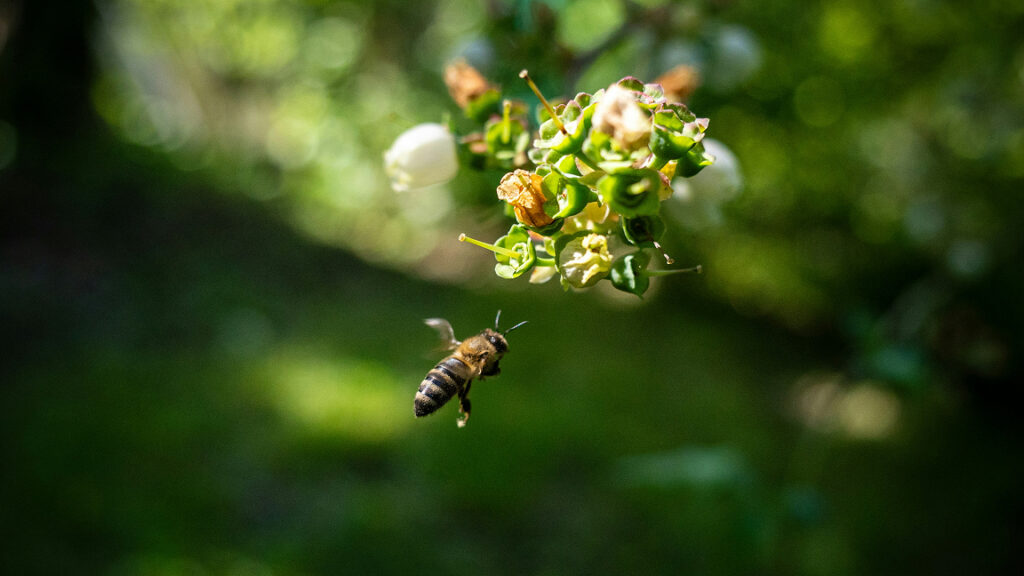 Lessons for Collective Action from Bees, Spiders, and Termites