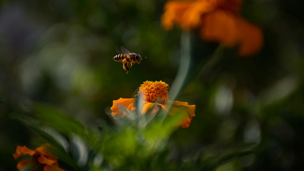 Por qué los movimientos deben aprender a volar como las abejas y a enhebrar como las arañas