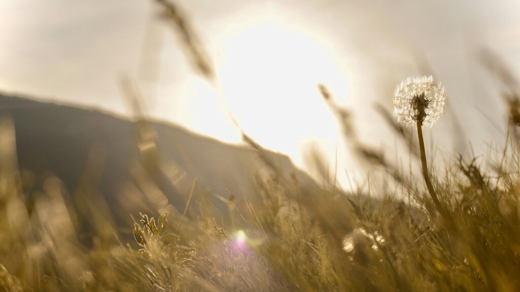 Alive and Whole in a World of Hurt: the below and beyond of well-being