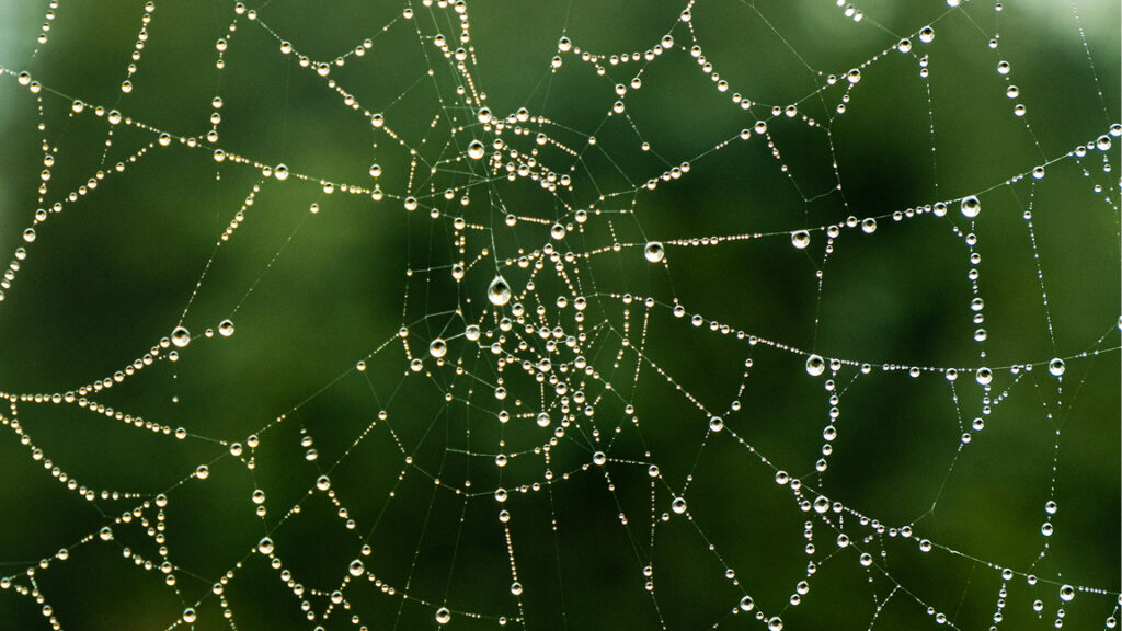 Circles and Pollination: A New Way to Engage Conflict